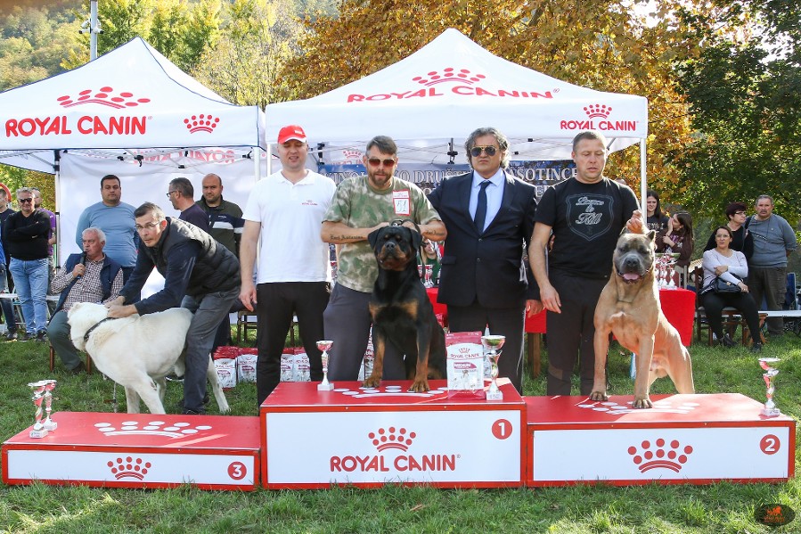 dog show in europe