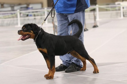 maybach rottweiler puppy tennessee