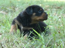 rottweiler puppy with beautiful head