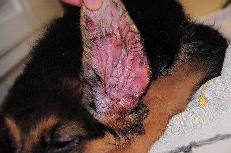 A Simple Remedy to Treat Dog Skin Infection