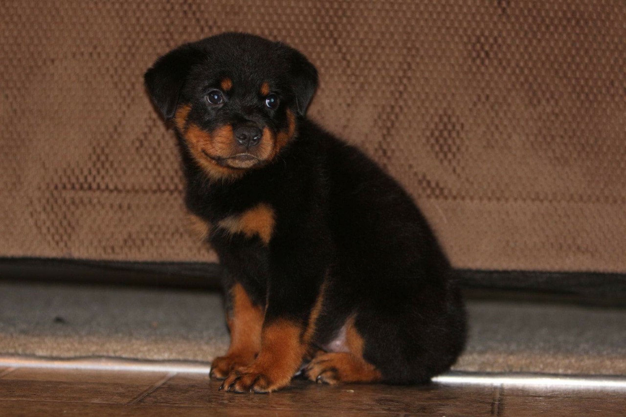 Rottweiler Puppy Gallery - Rottweiler Puppy Photographs - Pictures of ...