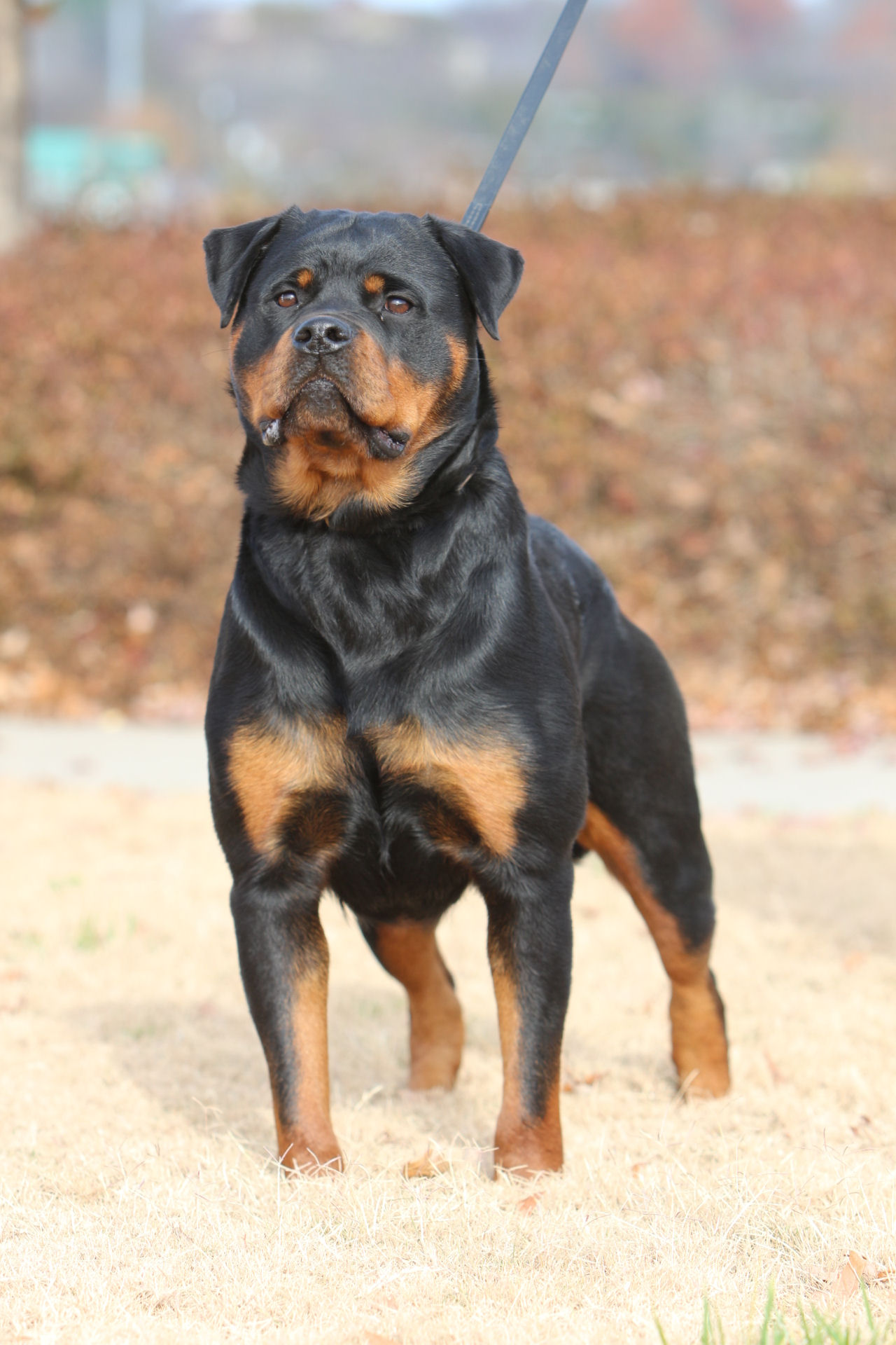 Fury von der Musikstadt large Rottweiler female