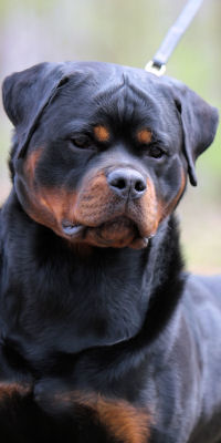 Rottweiler Puppies for Sale Tennessee - Rottweiler Puppies - Rottweiler ...