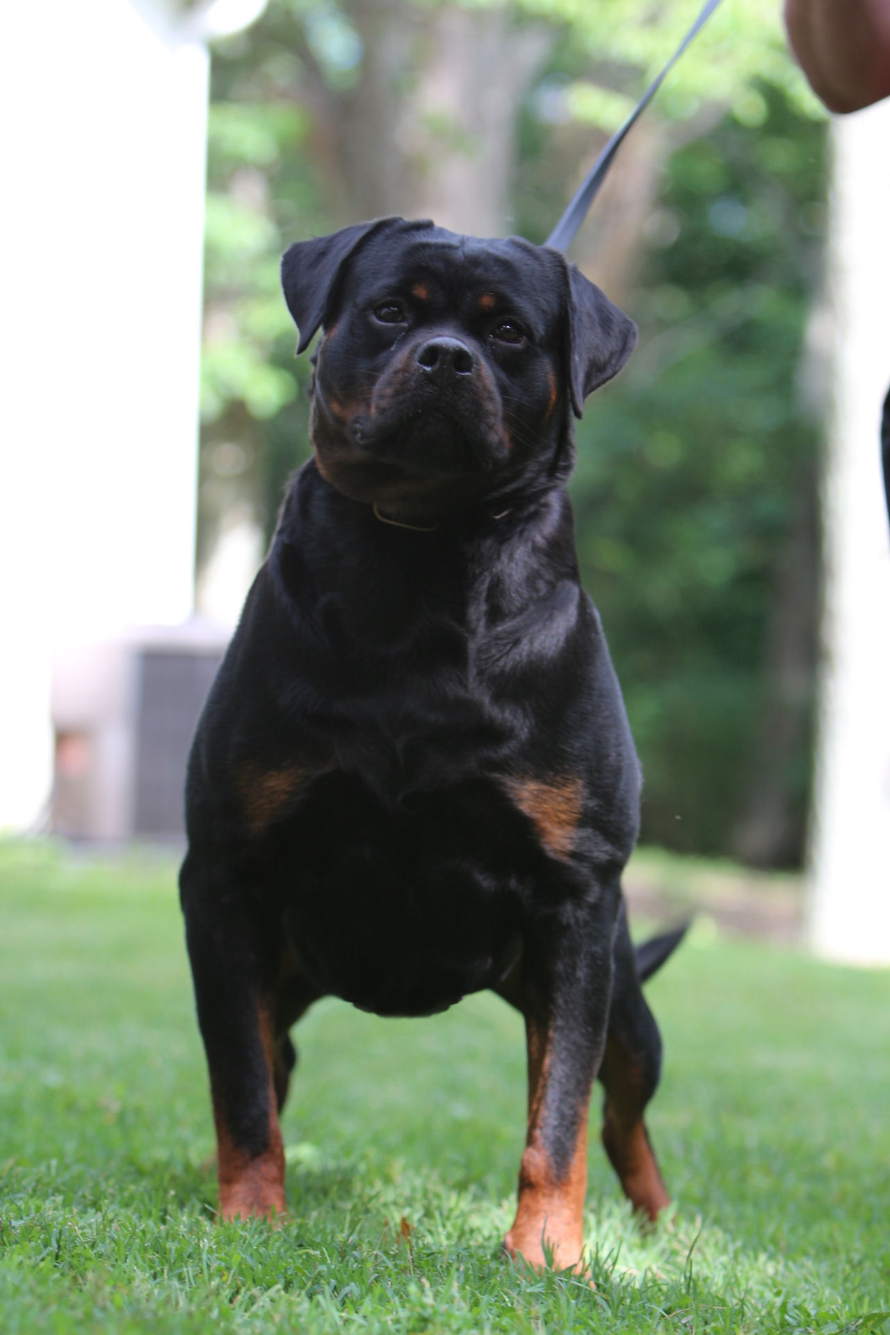 Serbie Rottweiler Rottweiler pictures of Baracuda - Rottweiler Female Serbia - Serbian ...
