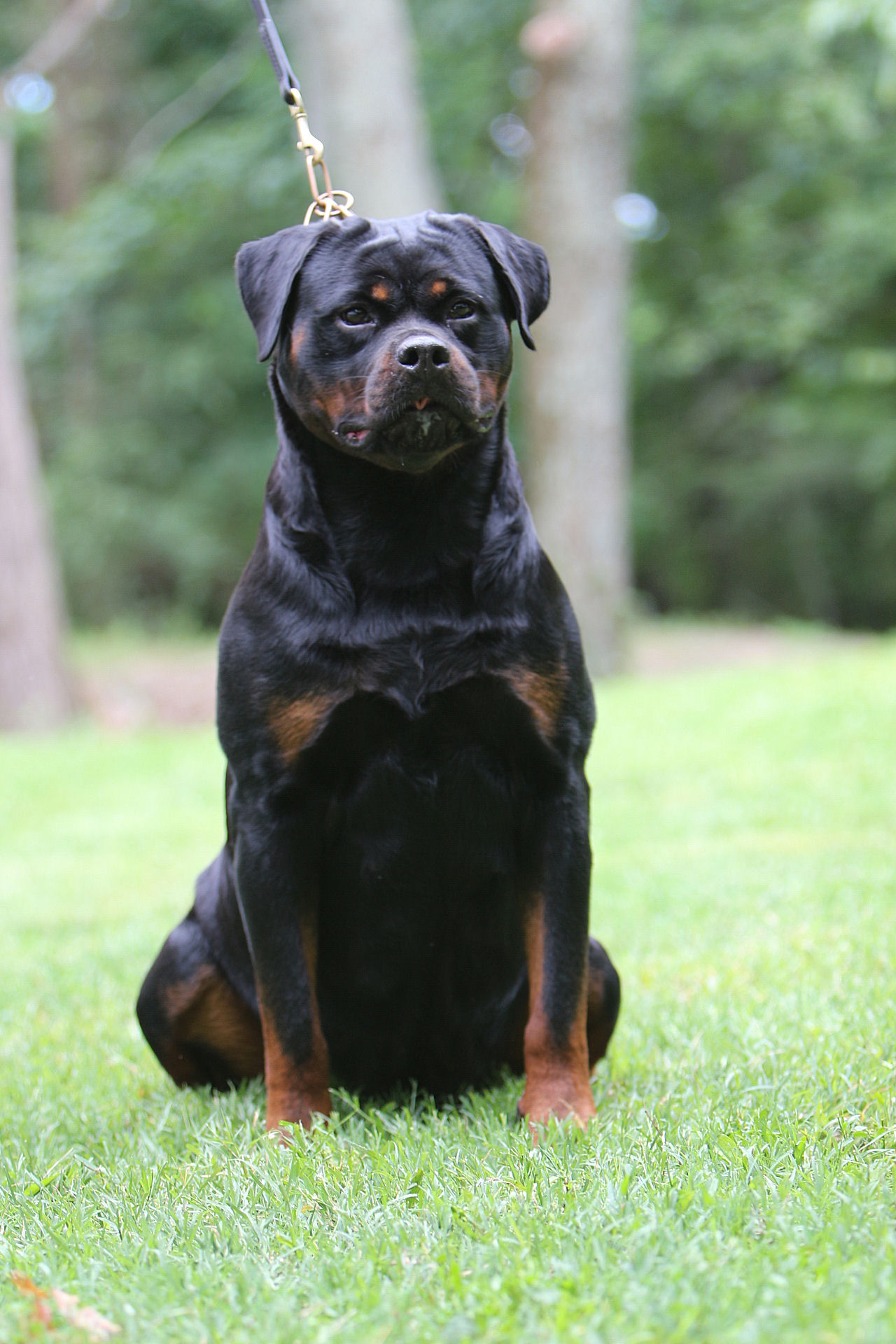 Serbie Rottweiler Rottweiler pictures of Baracuda - Rottweiler Female Serbia - Serbian ...