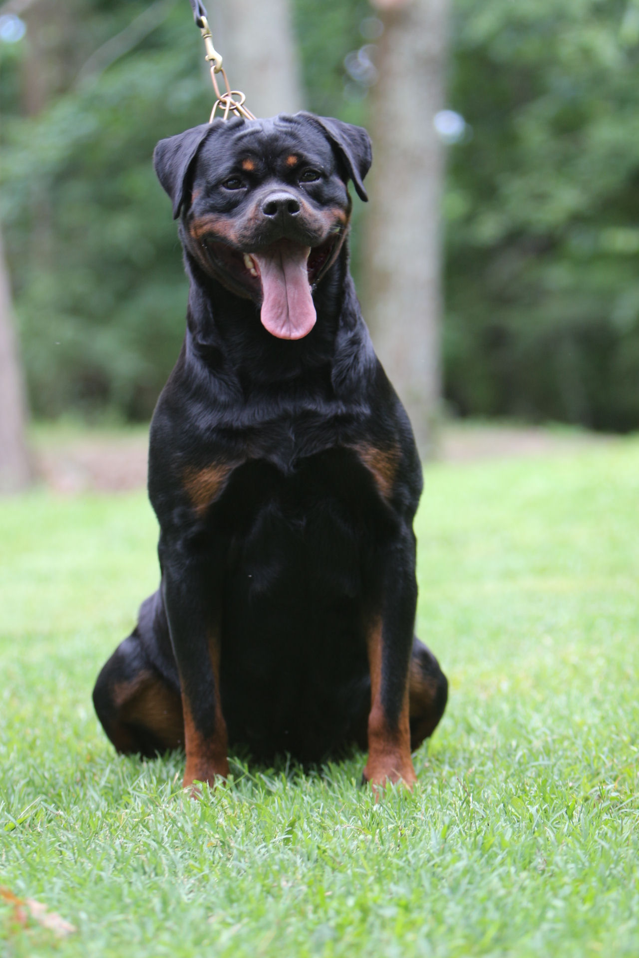 Serbie Rottweiler Rottweiler pictures of Baracuda - Rottweiler Female Serbia - Serbian ...