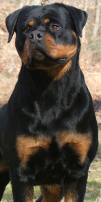 Rottweiler Puppies for Sale Tennessee - Rottweiler Puppies - Rottweiler ...