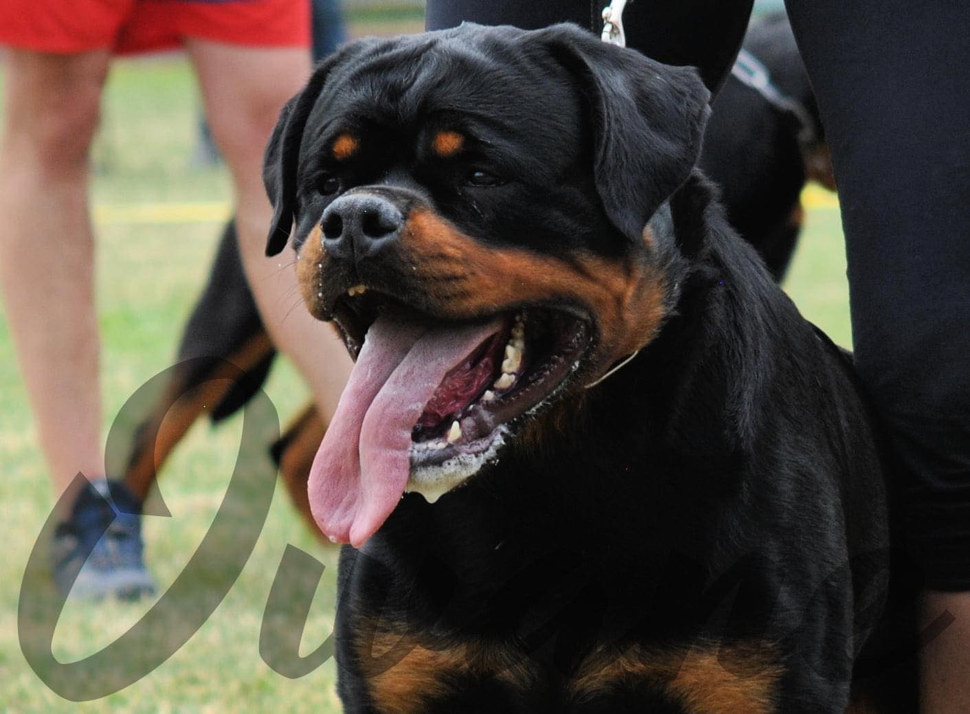 TKS BAD BOY - Rottweiler stud male Serbia - Musikstadt