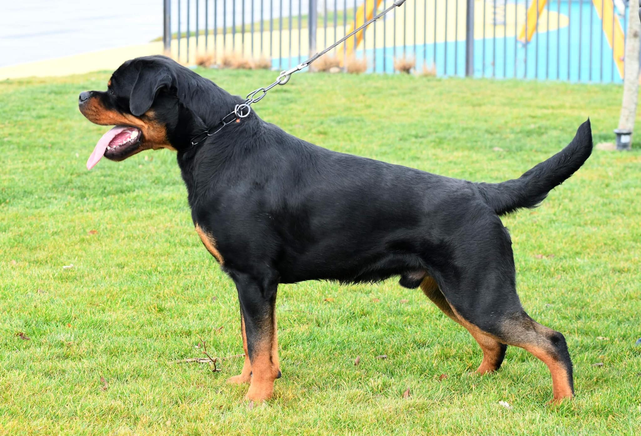 TKS BAD BOY - Rottweiler stud male Serbia - Musikstadt