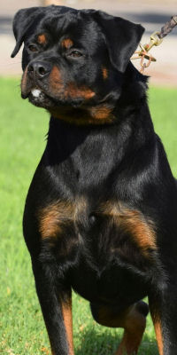 Rottweilers for Sale - Serbian Rottweiler Puppies - European Rottweilers