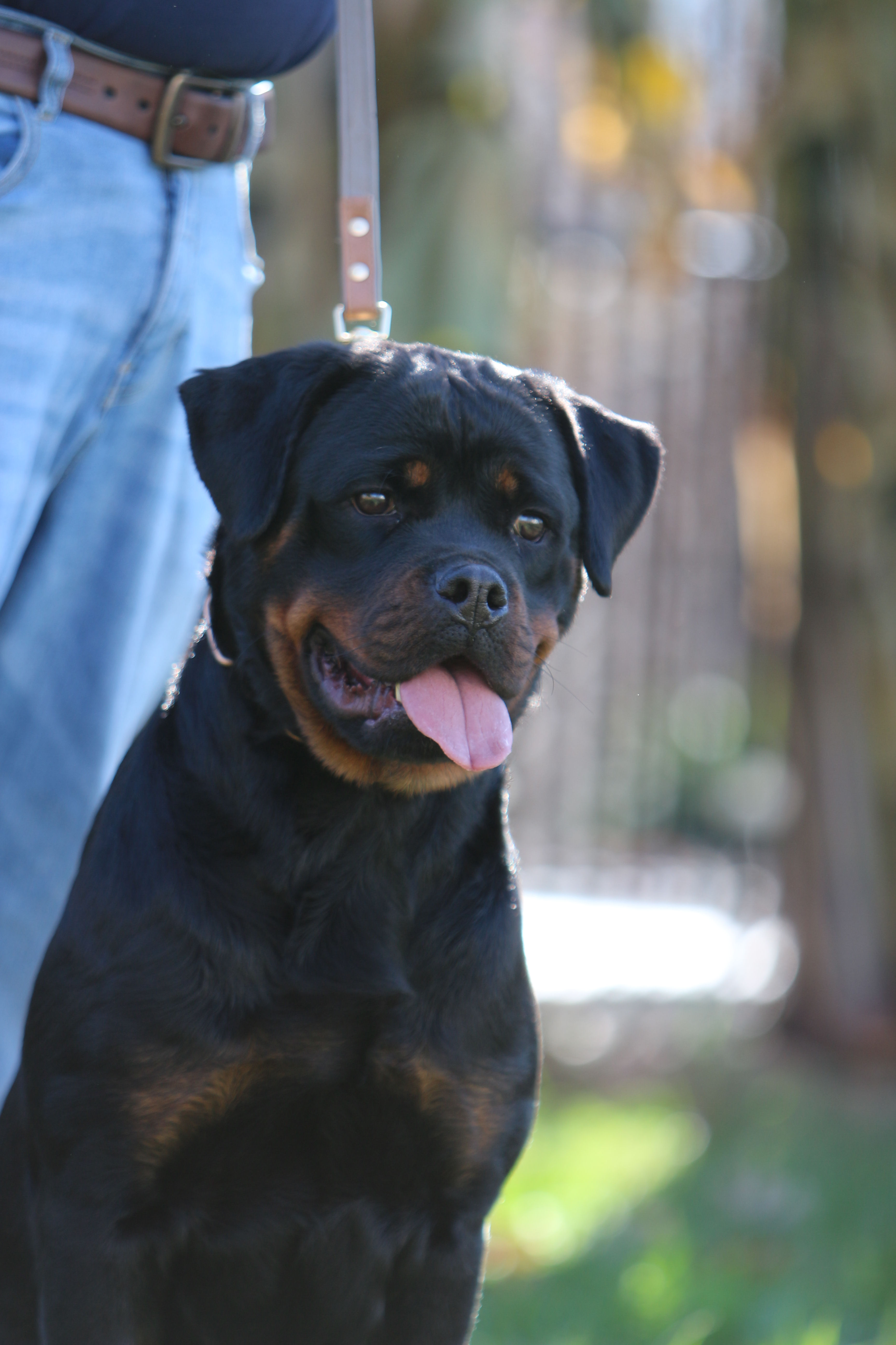 Rottweiler Female Vana von der Blauen Welle - von der Blauen Welle