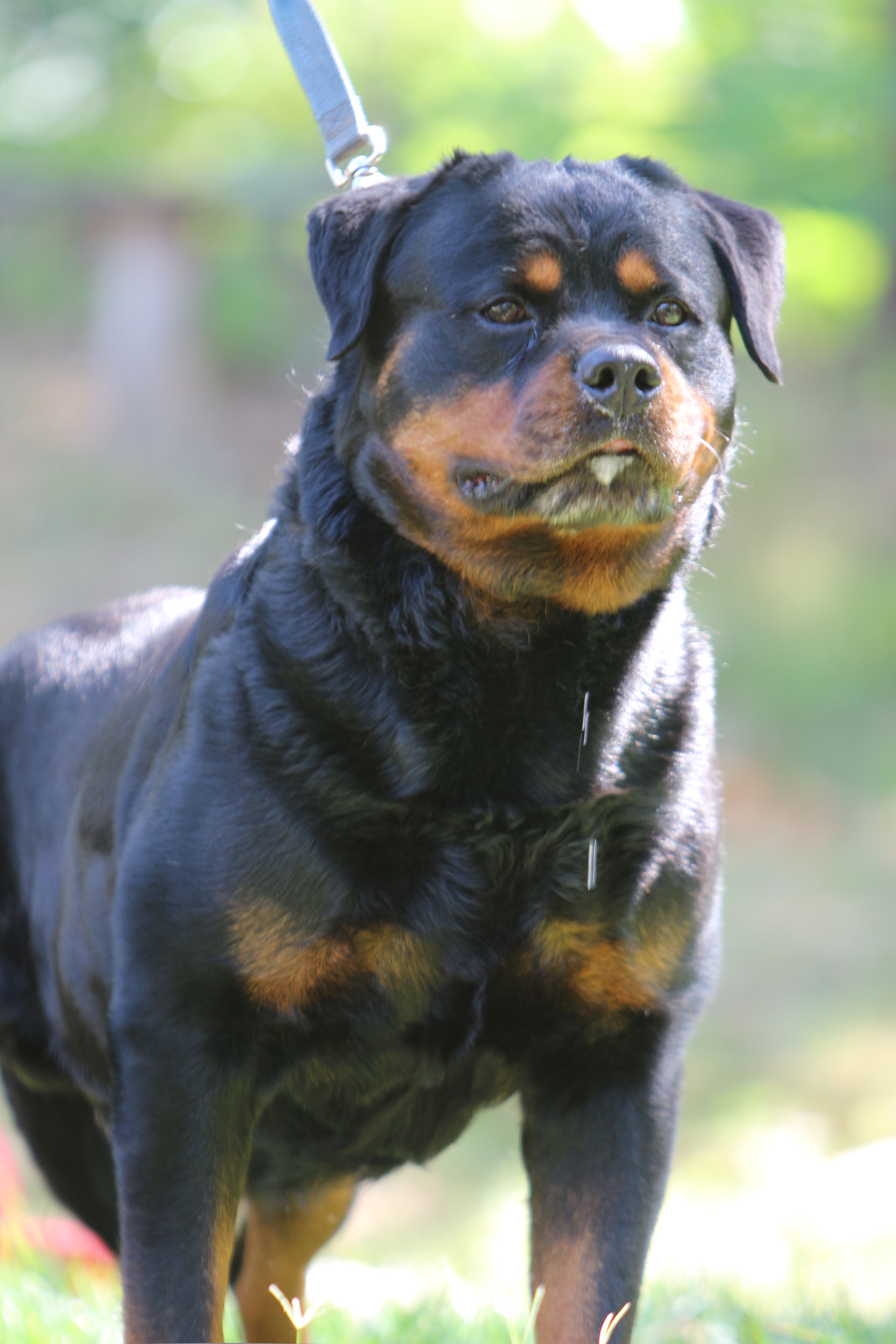 EUROPEAN ROTTWEILER BLOODLINES - EUROPEAN ROTTWEILERS