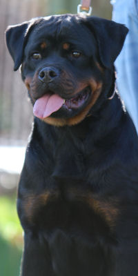 Rottweiler Puppies For Sale Tennessee - Rottweiler Puppies - Rottweiler 