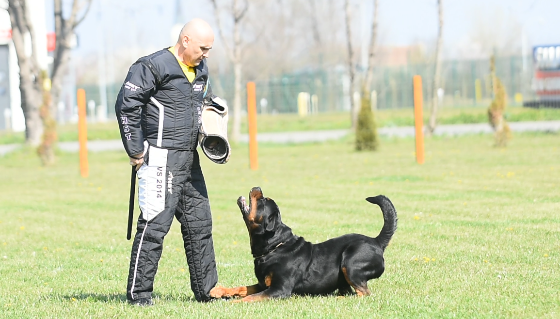 Alten Weise Kevlar von der Musikstadt - Rottweiler Female Tennessee ...
