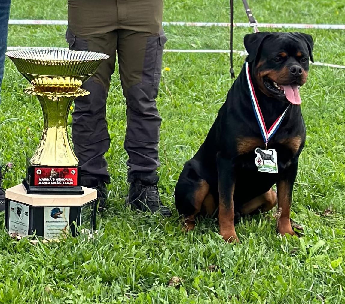 HARRY OF THE LITTLE GODFATHER - Rottweiler stud male Slovenia - Musikstadt