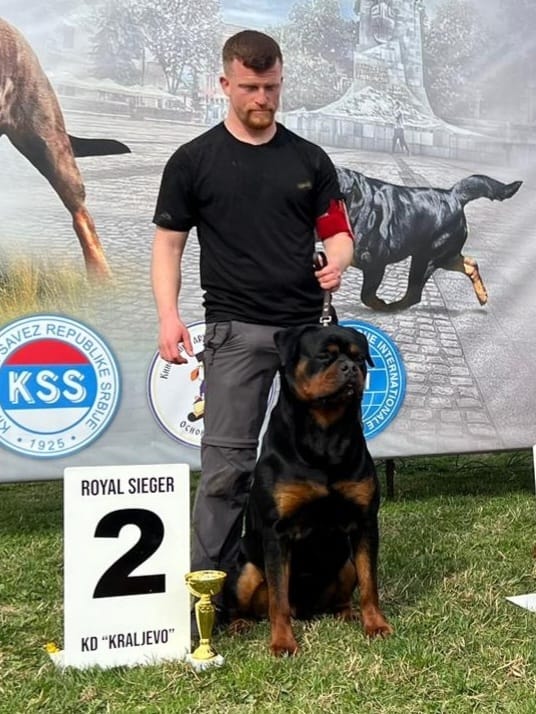 HARRY OF THE LITTLE GODFATHER - Rottweiler stud male Slovenia - Musikstadt
