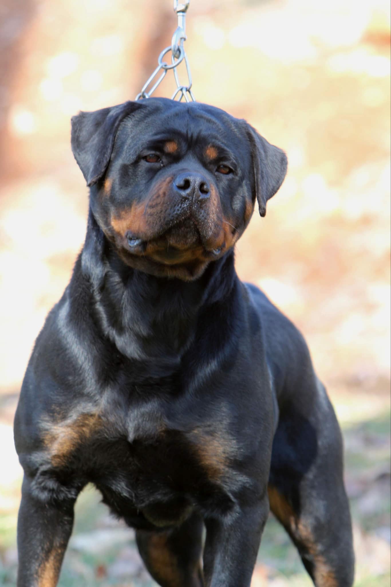 CHANI VON DER MUSIKSTADT - Rottweiler Female Tennessee - Rottweiler