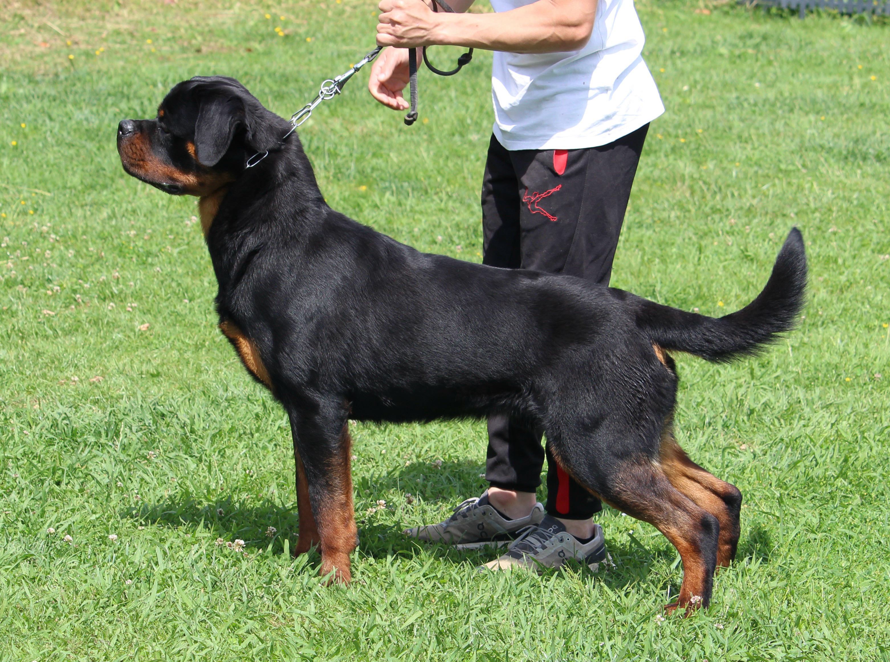 Essa Rottweiler Rottweiler Youth - Youth Rottweilers - Young Rottweiler Puppies ...