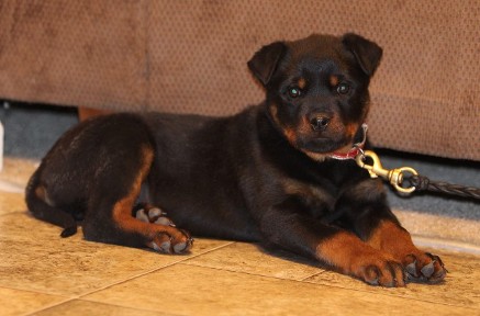 tennessee rottweiler puppies 