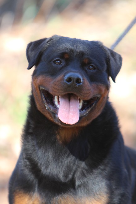 rottweiler male in Texas