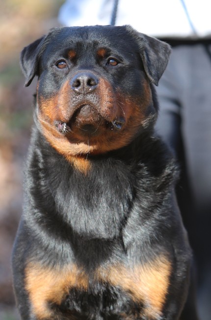 rottweiler male stud