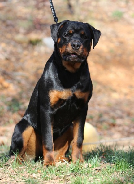rottweiler puppies for sale in Massachusetts
