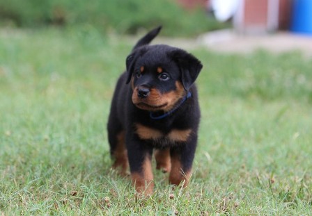 rottweiler female in texas