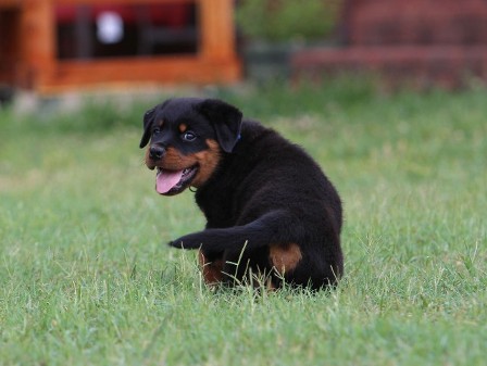 rottweiler female in texas