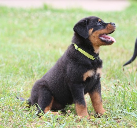 rottweiler female in texas