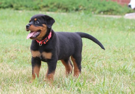 rottweiler female in texas