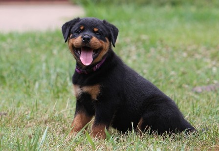 rottweiler female in texas