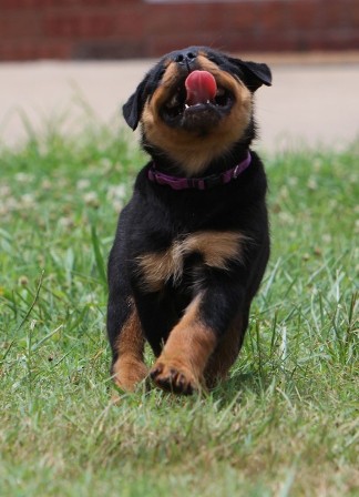 rottweiler female in texas