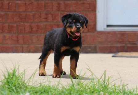 rottweiler female in texas