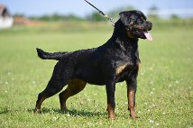 rottweiler female in Oregon