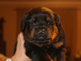 rottweiler puppy female in tennessee
