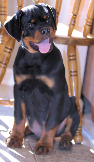 Rottweiler puppy for sale in North Carolina