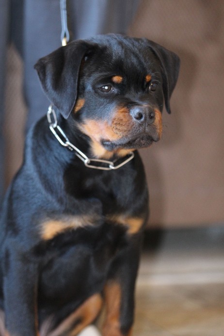 rottweiler puppy for sale in Washington