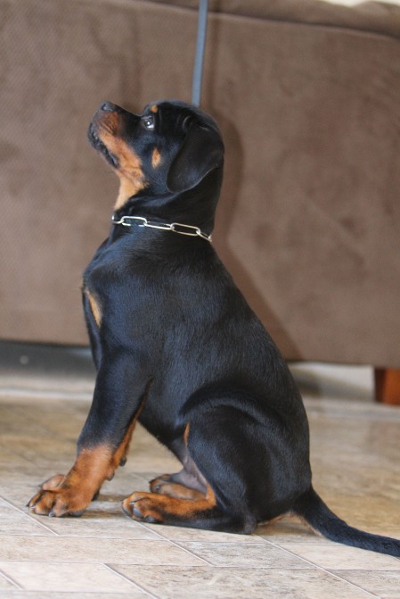 Rottweiler puppy for sale in Nebraska