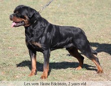 lex rottweiler stud male in serbia