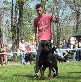 Balou Rottweiler male at RKNA show