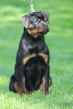 rottweiler puppy for sale in Washington