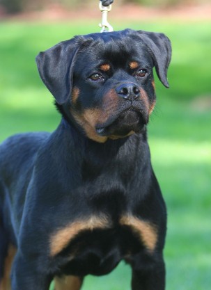 rottweiler puppy for sale in Washington