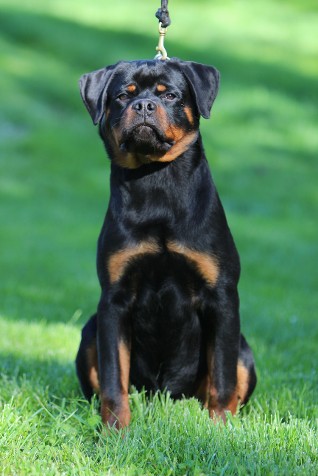 male rottweiler puppy in north carolina