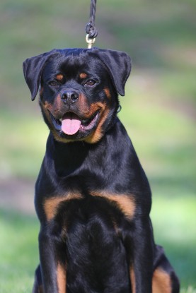 rottweiler puppy for sale in Washington