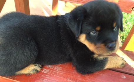 missouri rottweiler puppies 