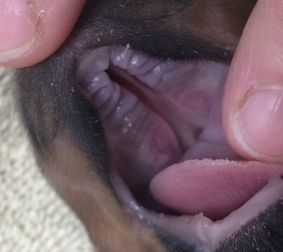 puppy cleft palate
