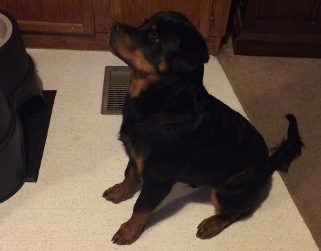 tennessee rottweiler puppies male