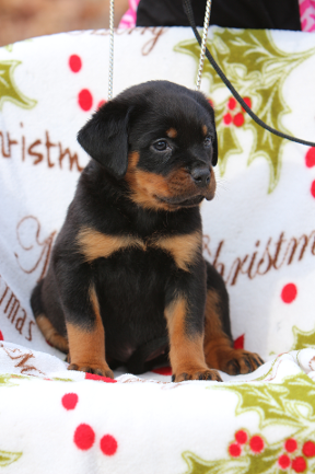 tennessee rottweiler female puppy