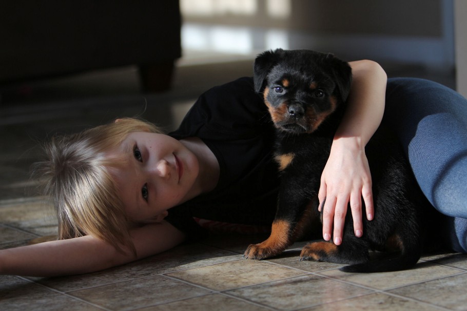 tennessee rottweiler puppies female