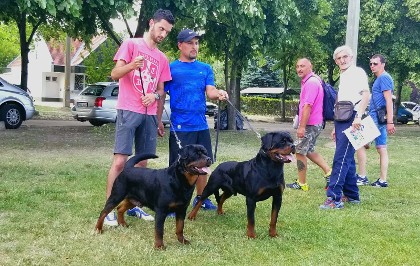Rottweiler male in serbia